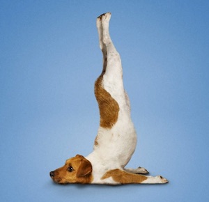 Bild "NEWSLETTER:Yoga_Hund.jpg"